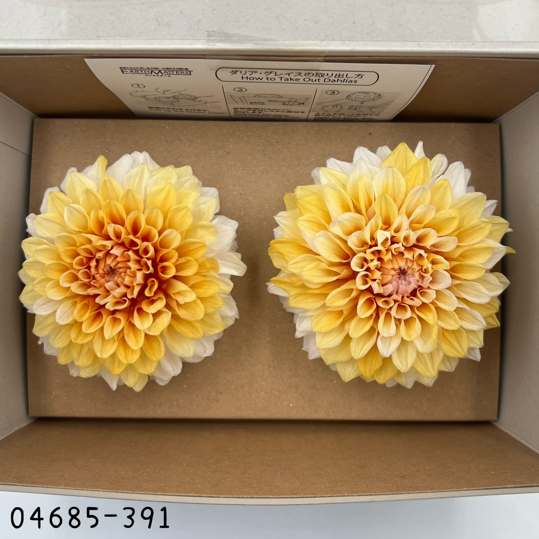日本不凋漸層大理花(2朵/盒) 04685-391
