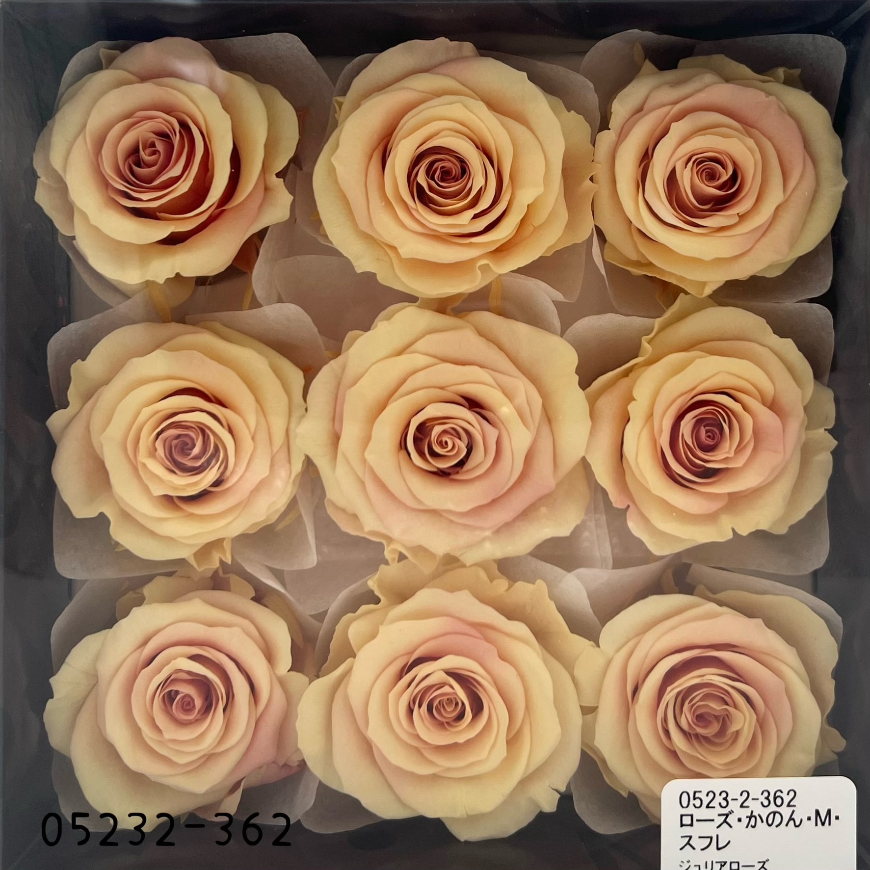 日本不凋大輪漸層玫瑰(9朵) 05232-362