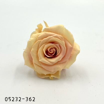 日本不凋大輪漸層玫瑰(9朵) 05232-362