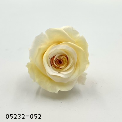 日本不凋大輪漸層玫瑰(9朵) 05232-052