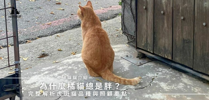 為什麼橘貓總是胖？橘貓個性、品種、智商、飼養指南及常見問題全面解析！