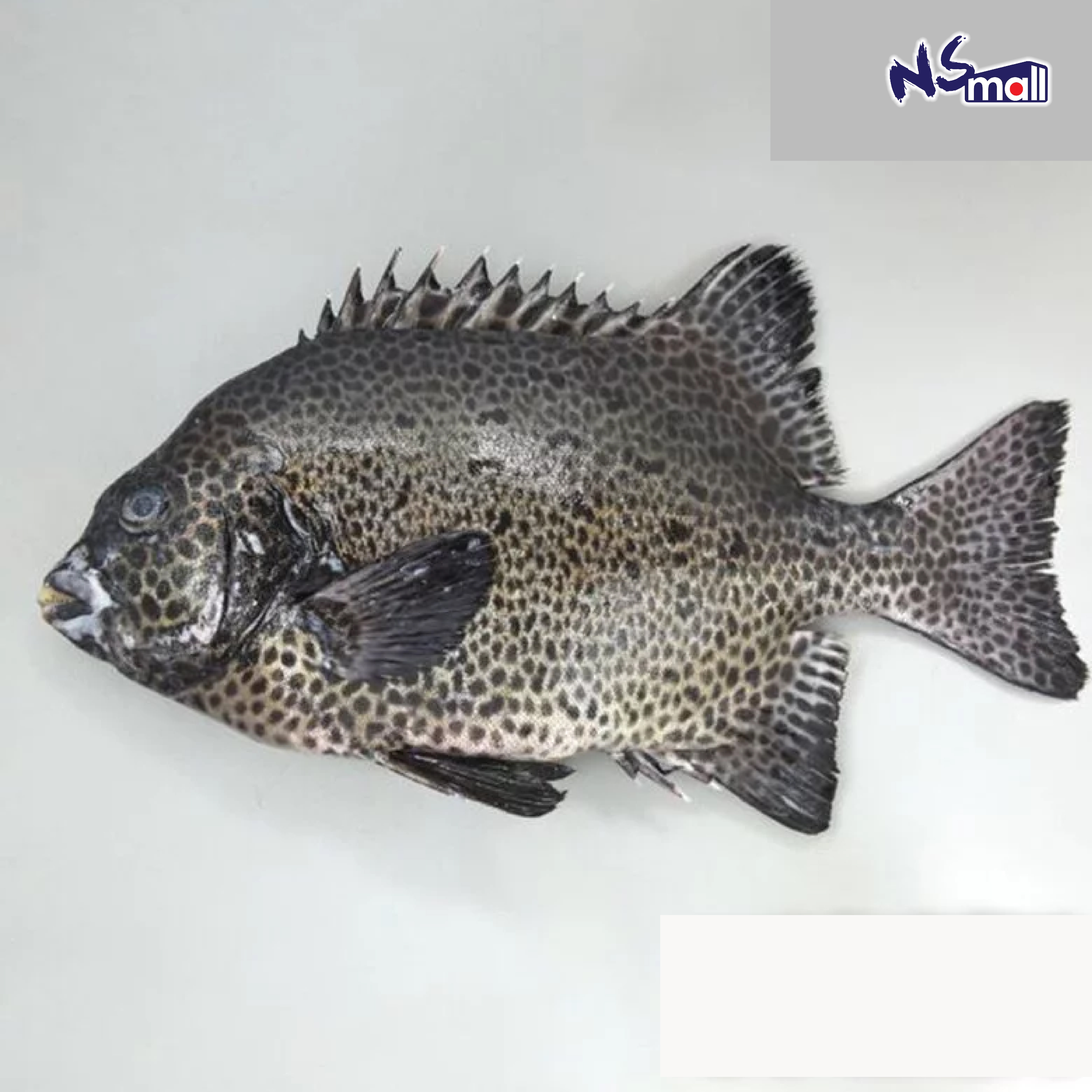 石垣鯛 約1-1.5KG/條
