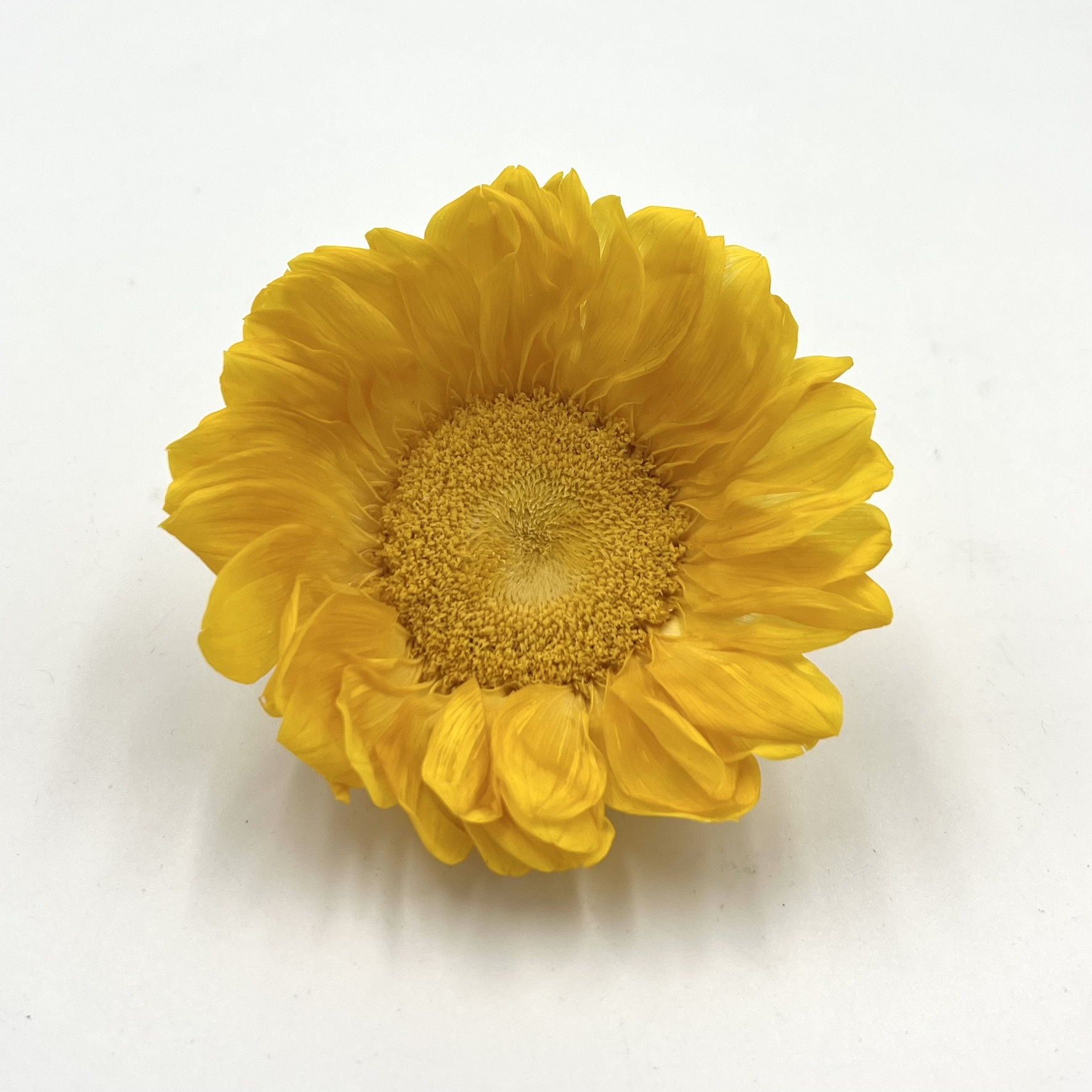 不凋向日葵10公分(單朵)