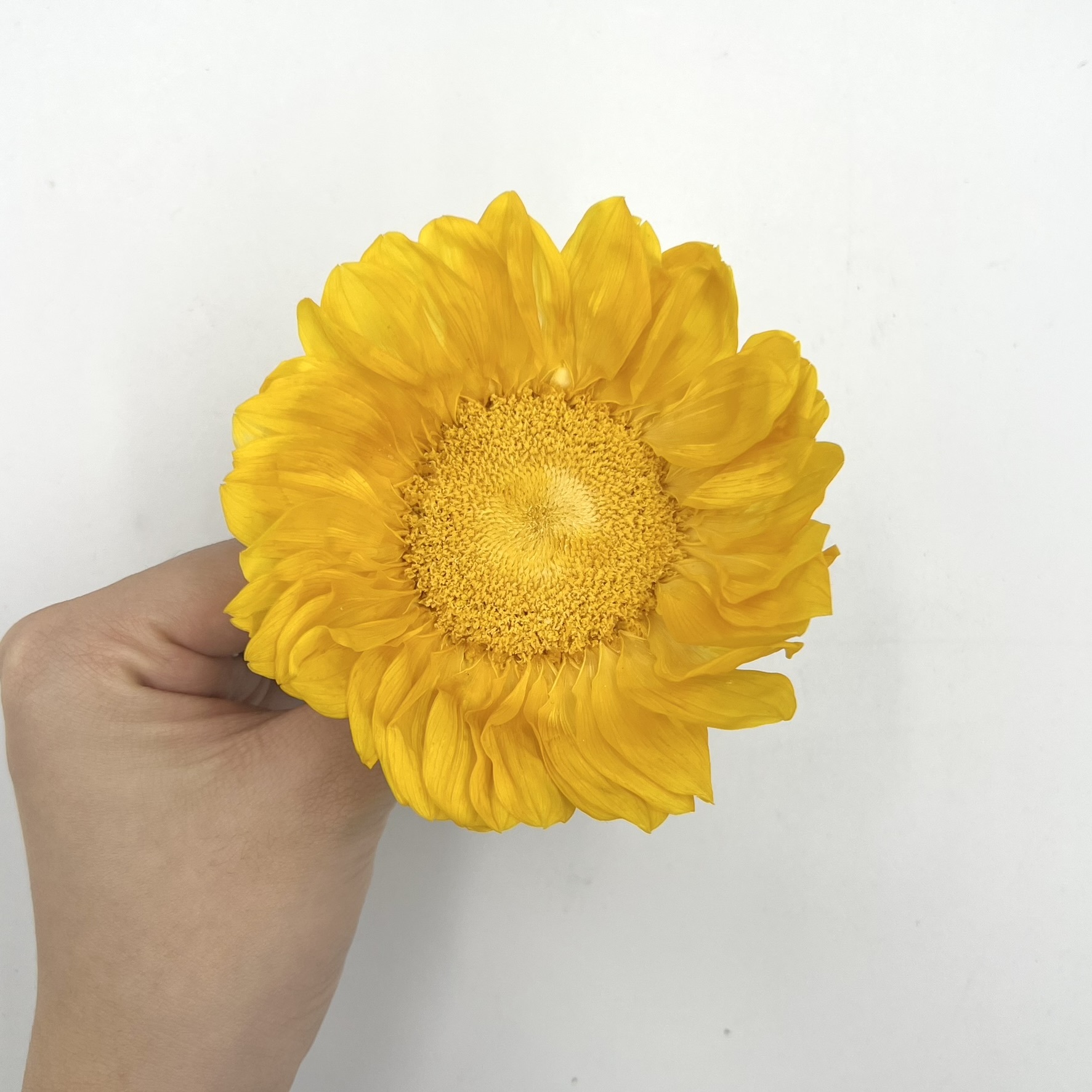 不凋向日葵10公分(單朵)