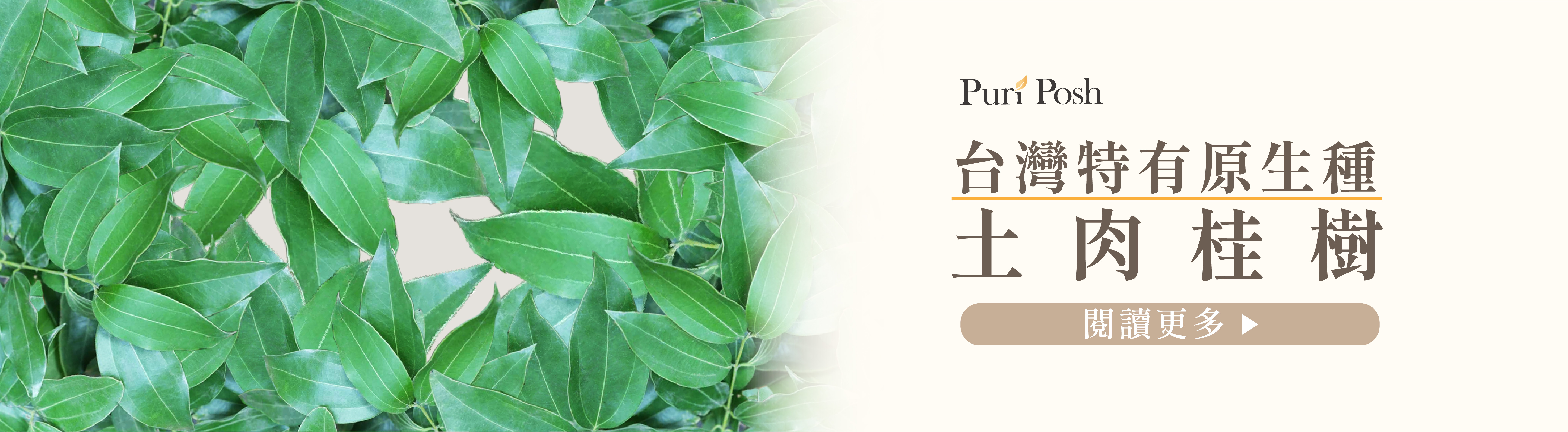 土肉桂洗髮精- 台灣特有原生種土肉桂樹