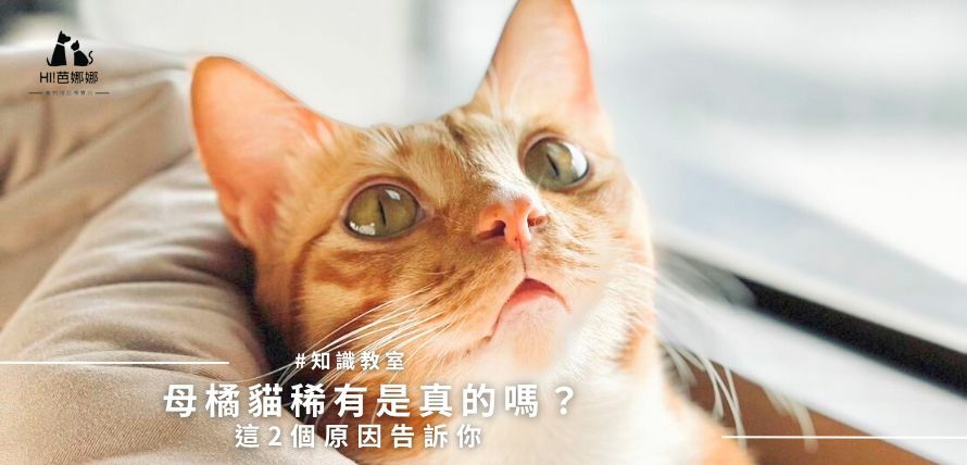 母橘貓稀有是真的嗎？這2個原因告訴你