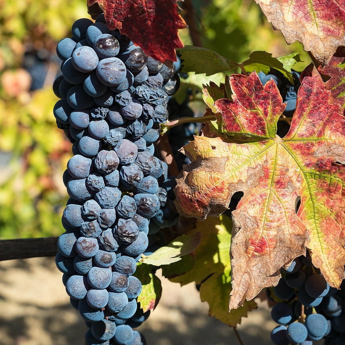 金芬黛, Zinfandel