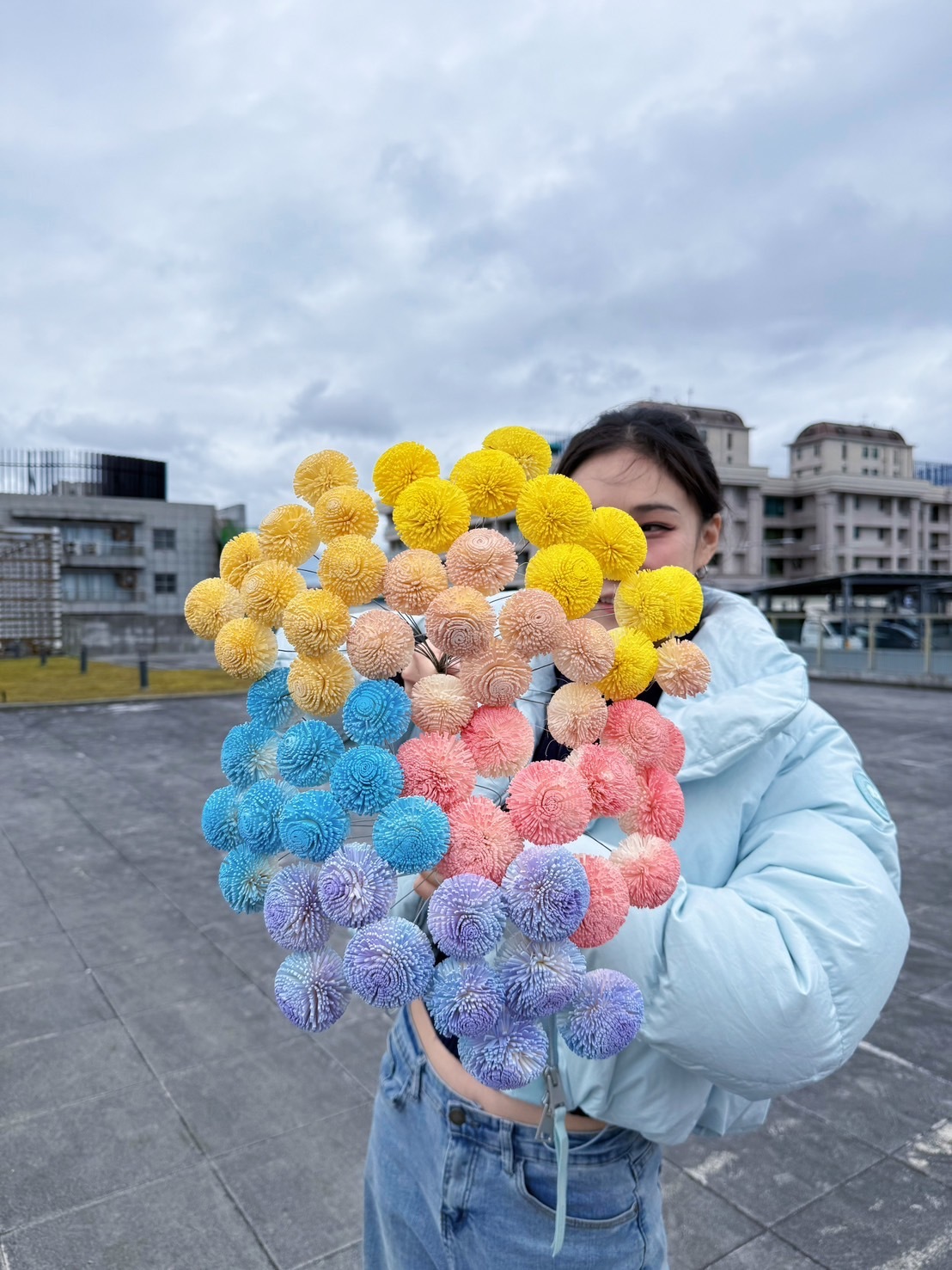 乾燥大乒乓索拉(5cm)