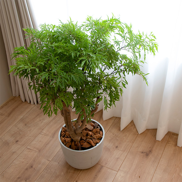 福祿桐盆栽(中)