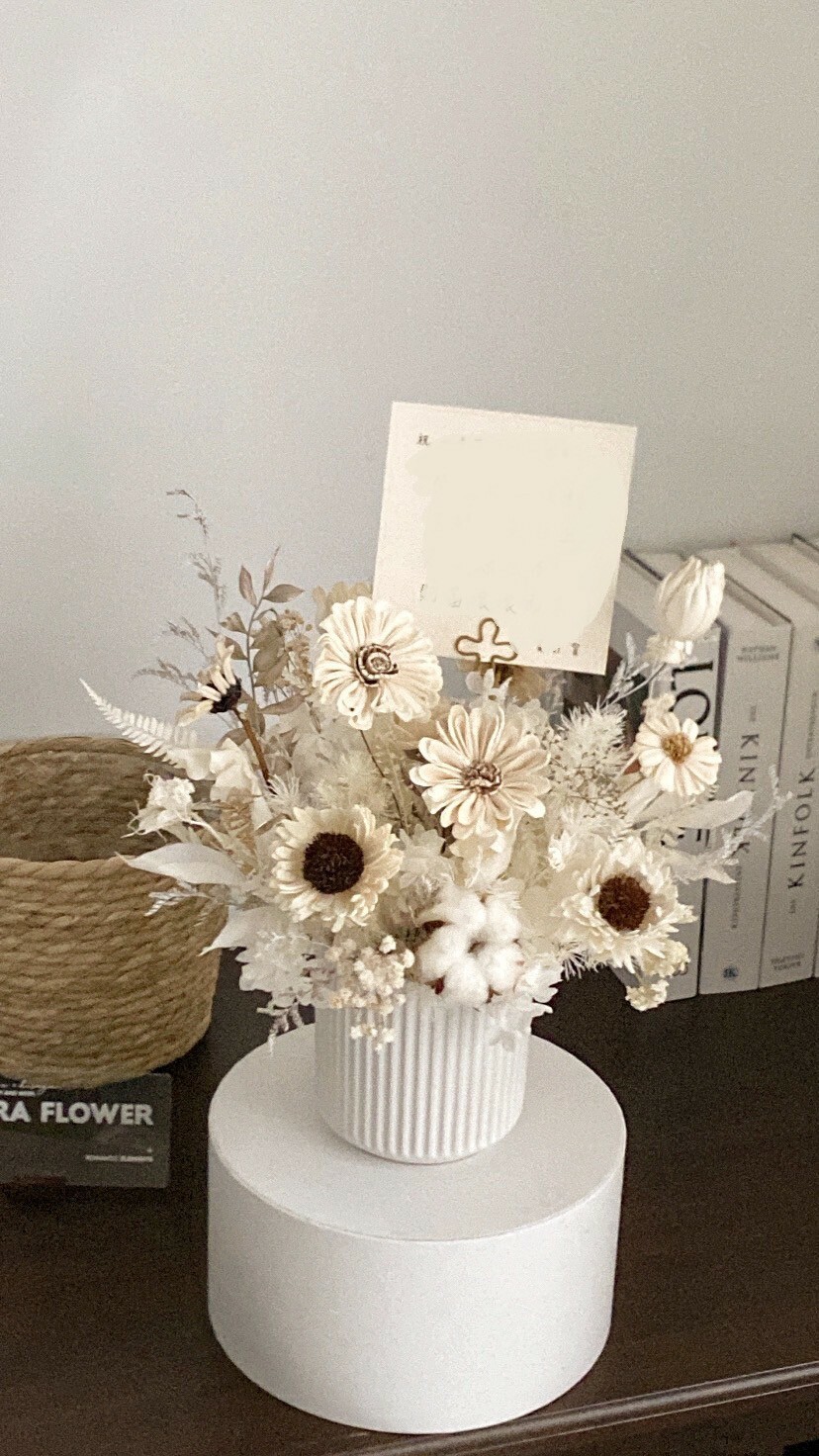 開幕盆花 乾燥索拉盆花-白茶色