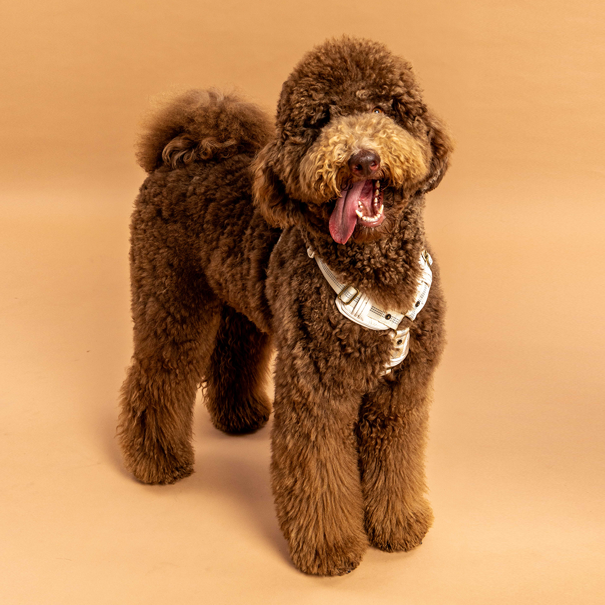 好好散步友善胸背帶 | 鉑金款 2.0 (白)