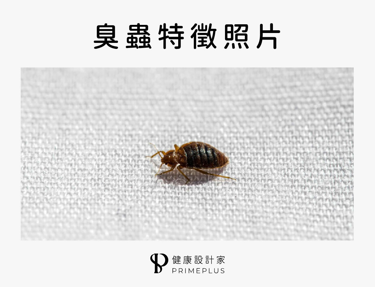 臭蟲特徵照片