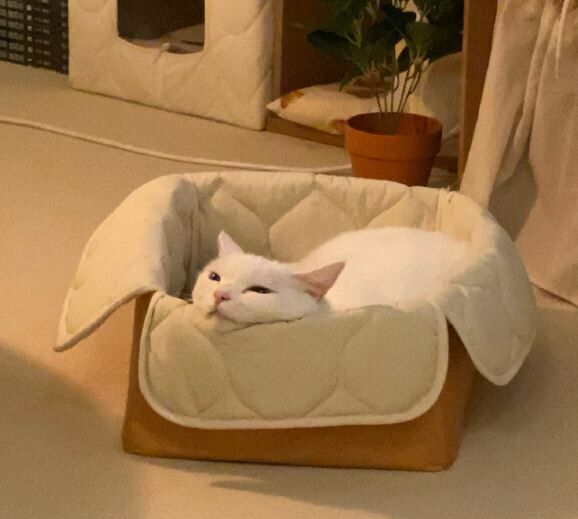 gottagohome．軟木麵包籃（含抓墊）、專用軟墊