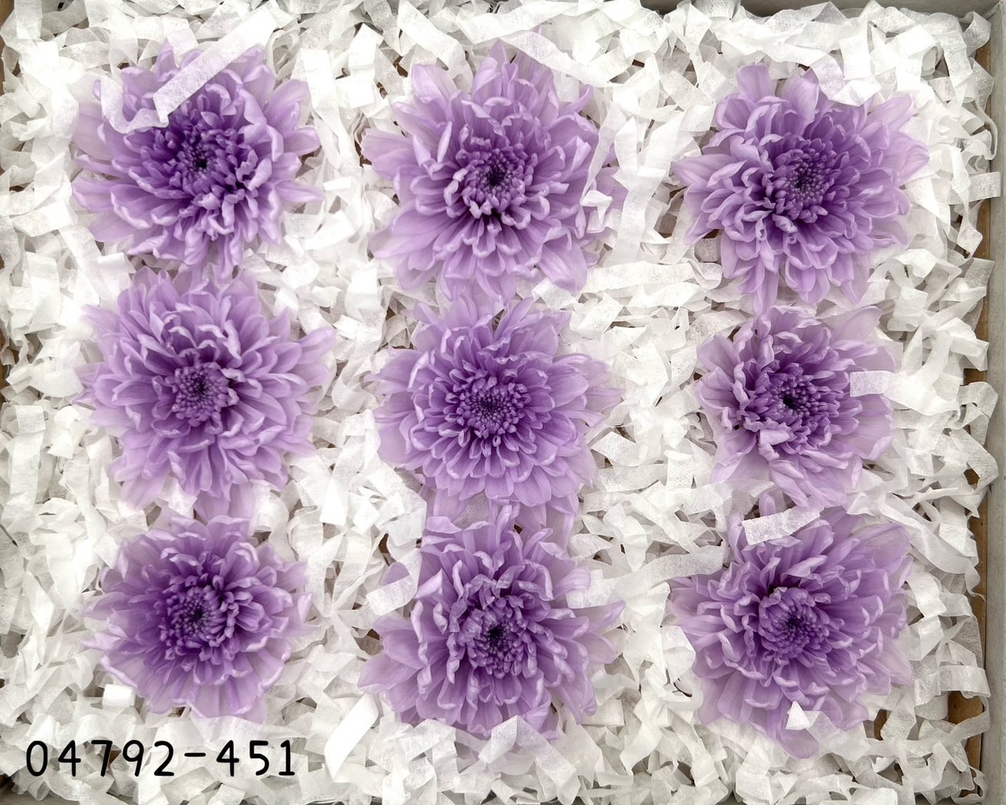 日本不凋菊花(9朵/盒) 04792-451