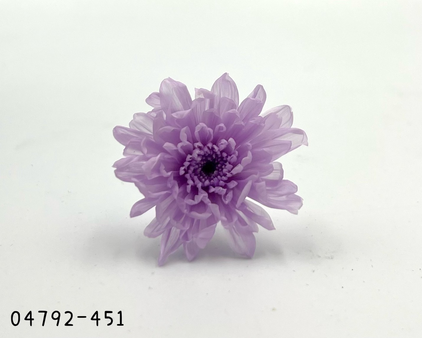 日本不凋菊花(9朵/盒) 04792-451