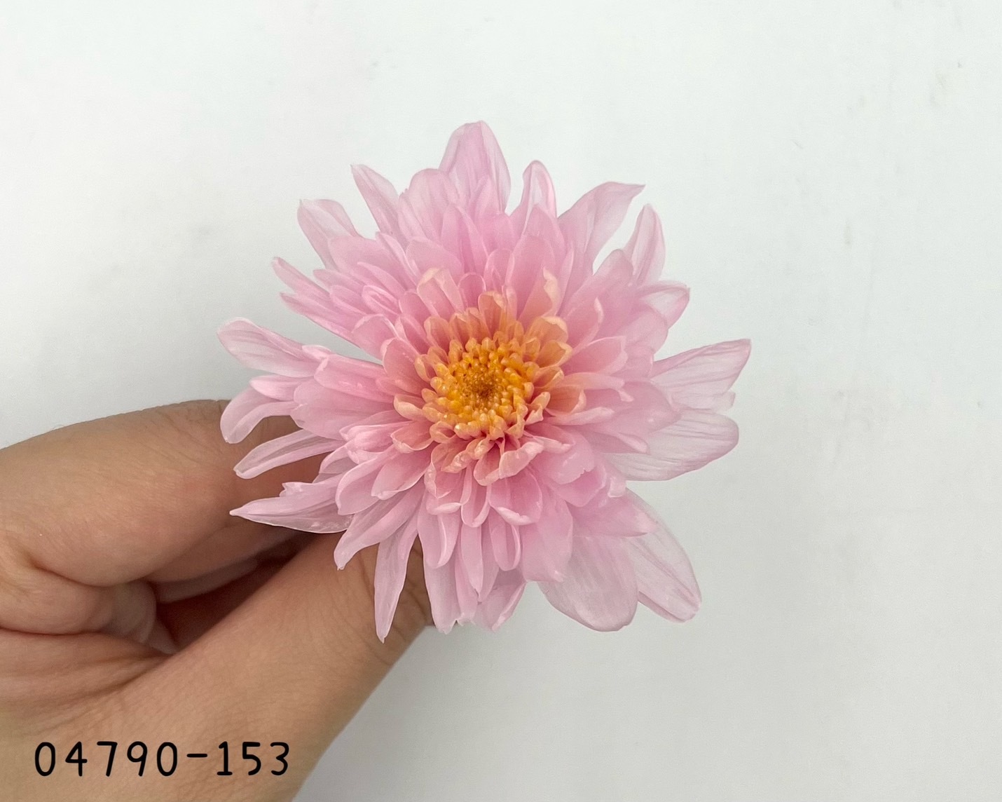 日本不凋菊花(6朵/盒) 04790-153