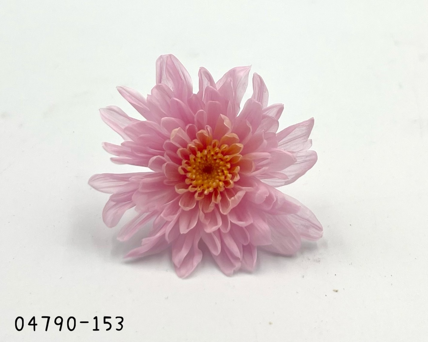 日本不凋菊花(6朵/盒) 04790-153