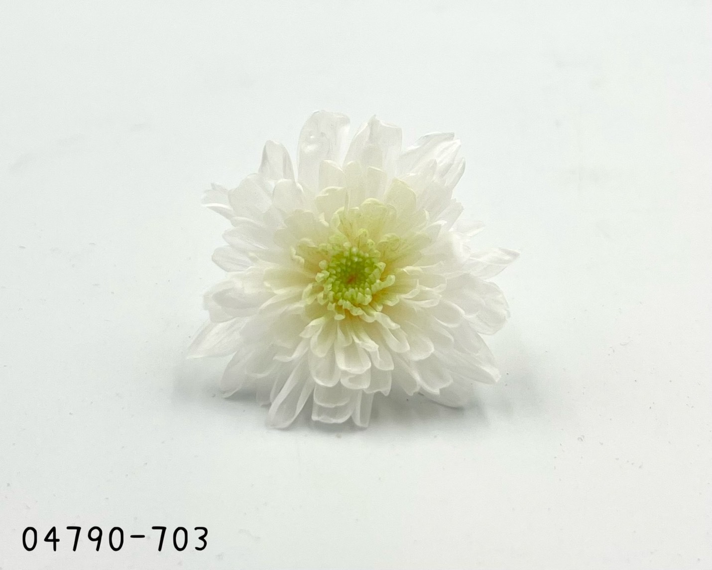 日本不凋菊花(6朵/盒) 04790-703