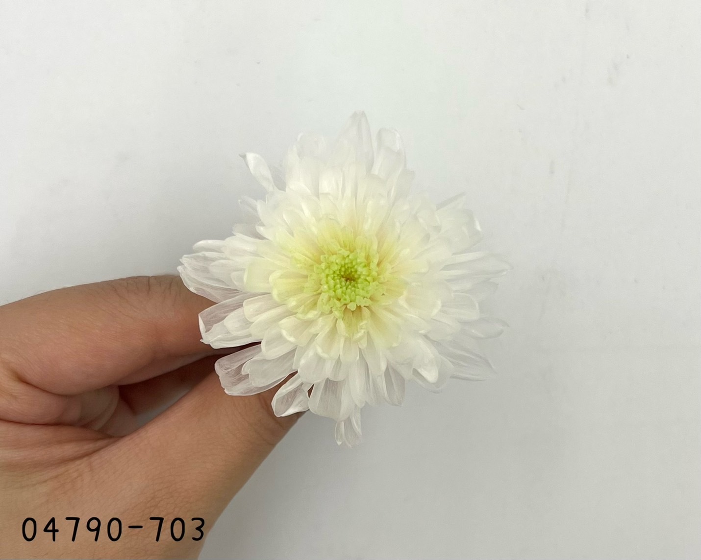 日本不凋菊花(6朵/盒) 04790-703