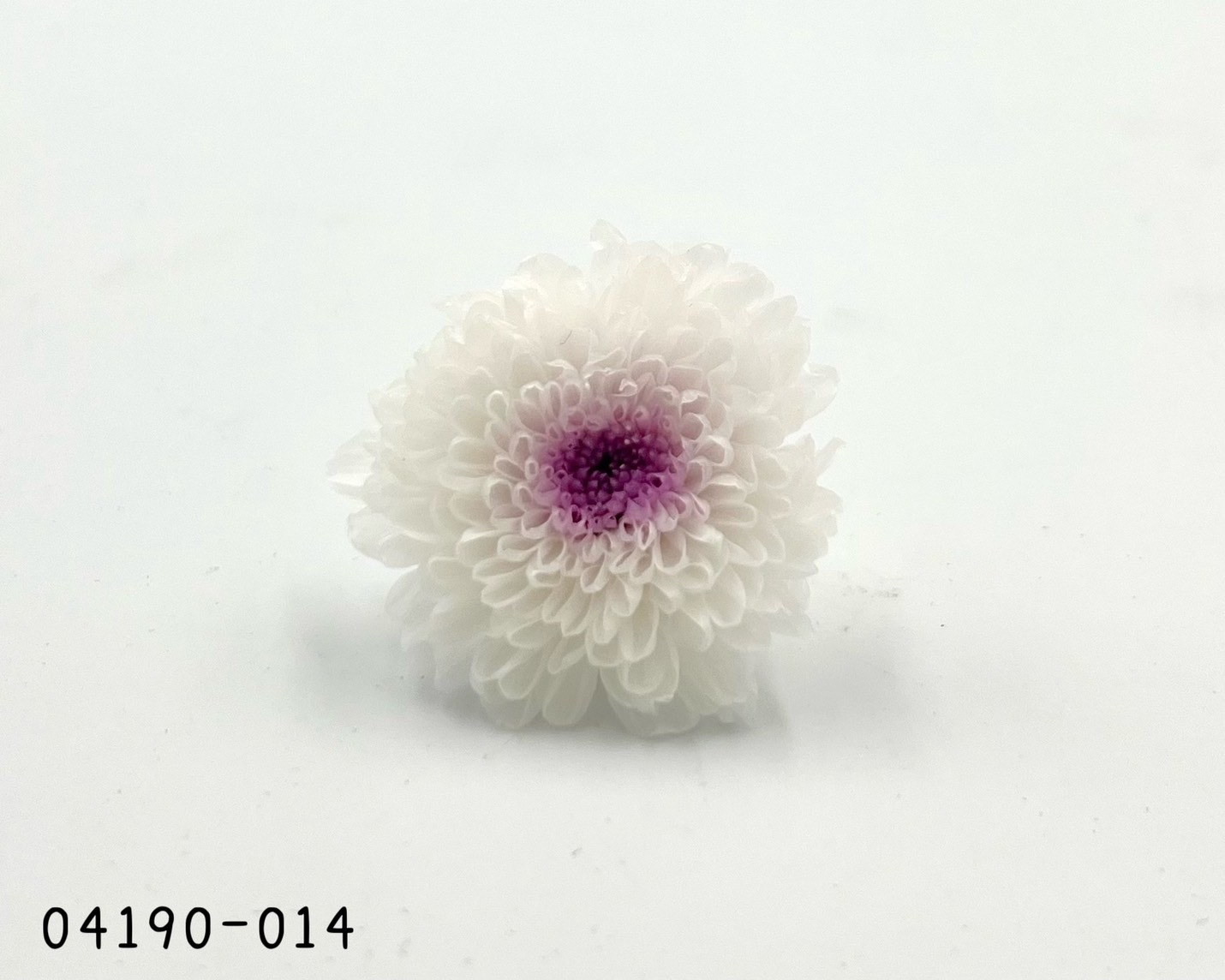 日本不凋雙色小菊(12朵/盒) 04190-014