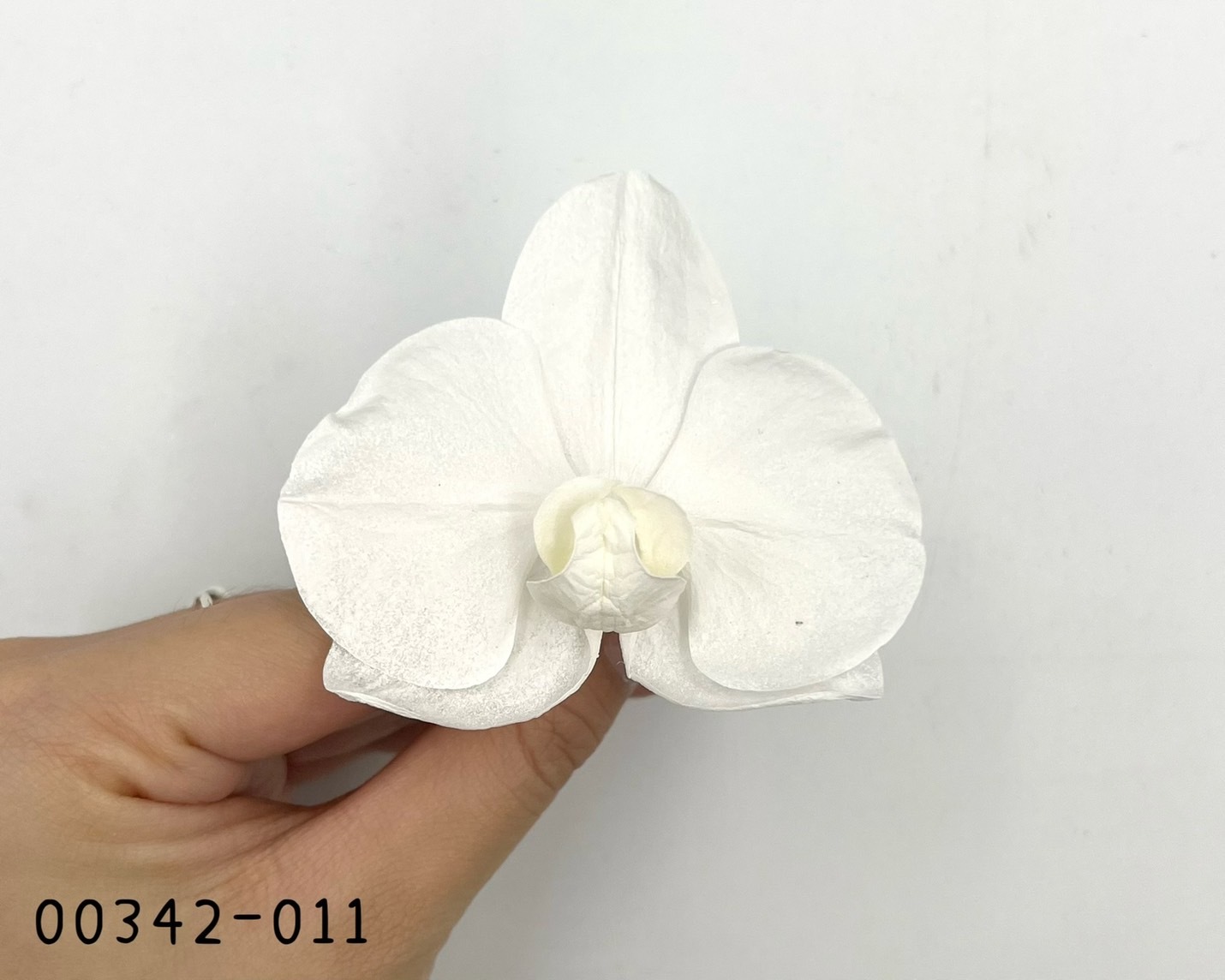 日本不凋蝴蝶蘭 00342-011