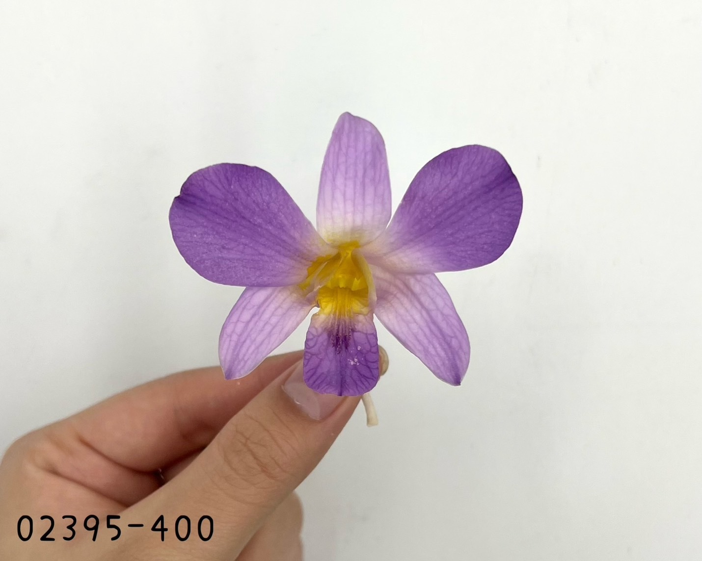 日本不凋石斛蘭 (6朵) 02395-400