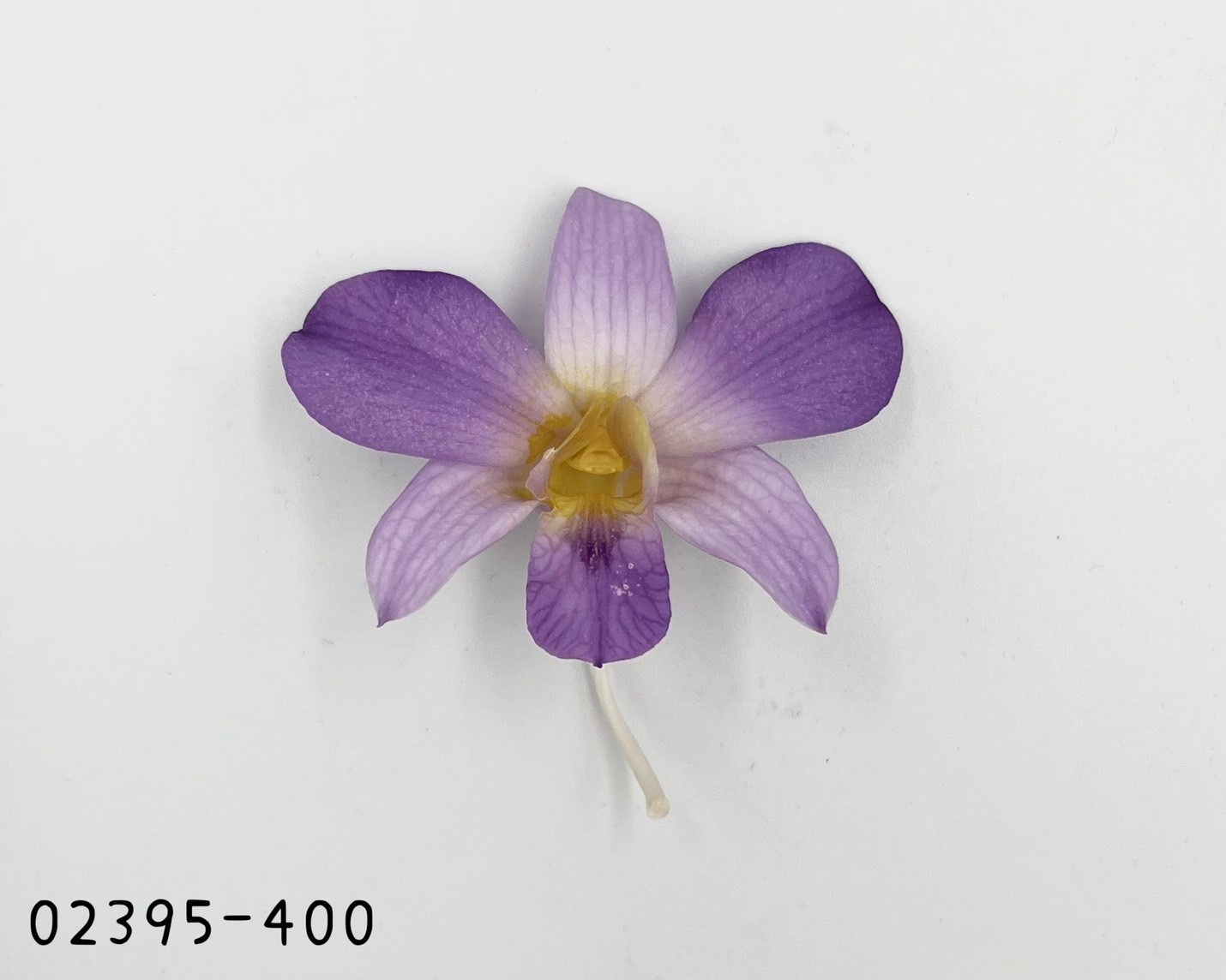 日本不凋石斛蘭 (6朵) 02395-400