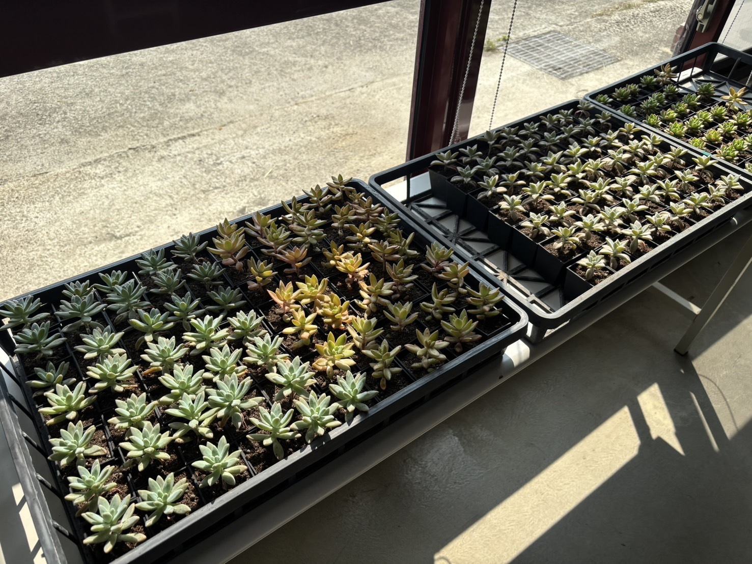 草屯院|多肉植物 人見人愛(四款合購)