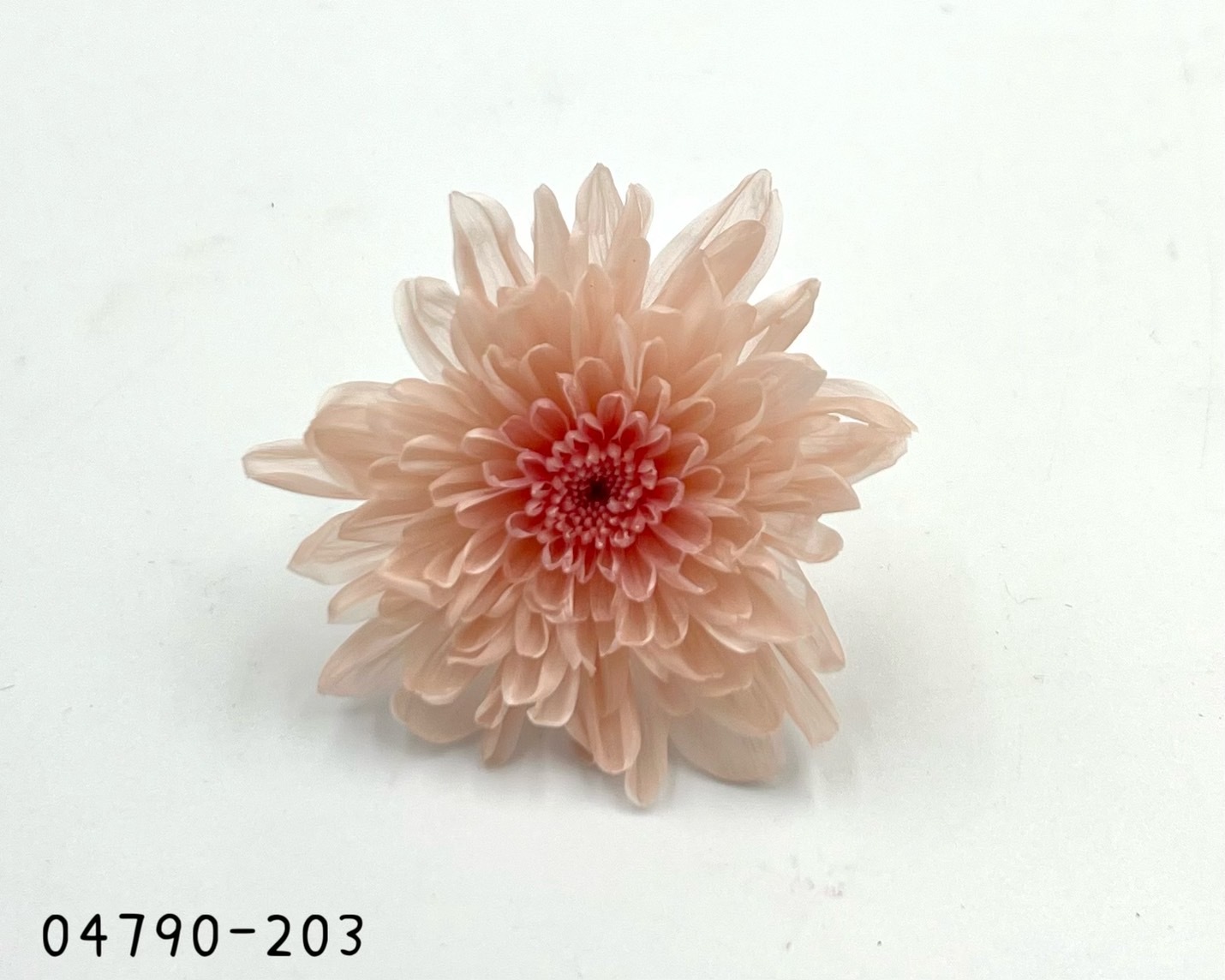 日本不凋菊花(6朵/盒) 04790-203