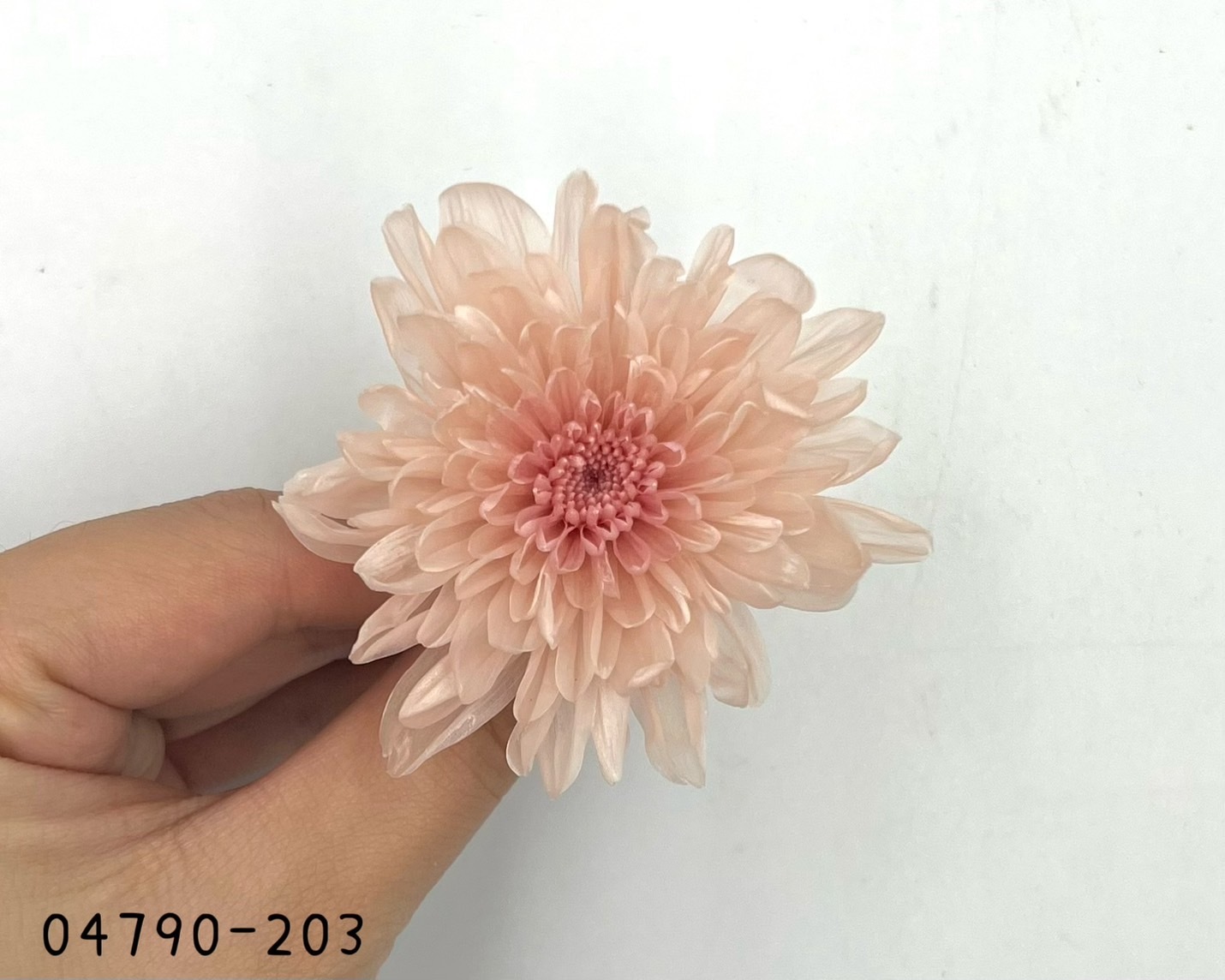 日本不凋菊花(6朵/盒) 04790-203