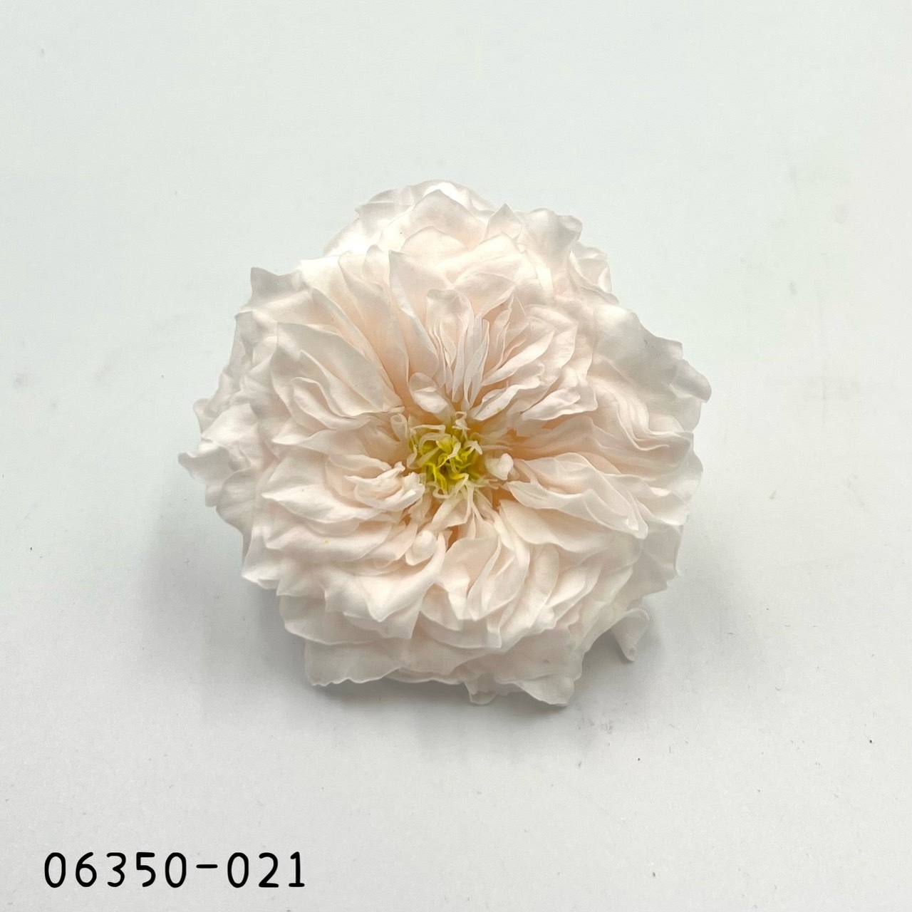 日本不凋薔薇玫瑰 06350-021