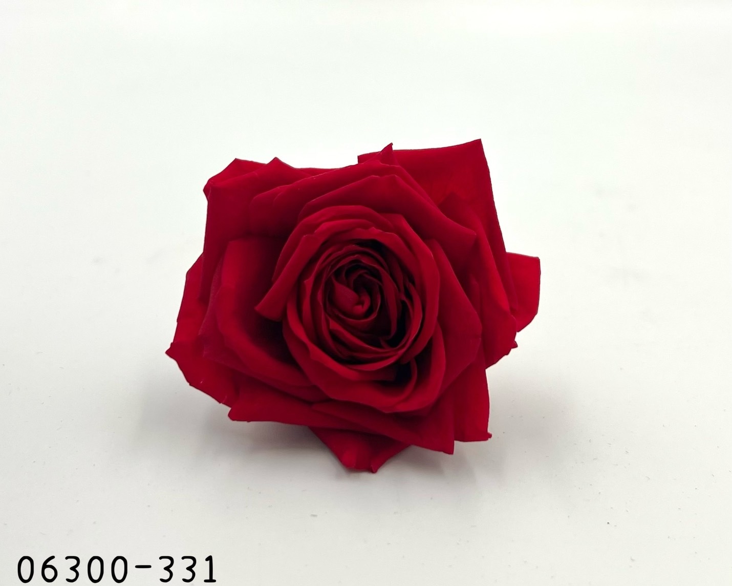 日本不凋雪山玫瑰 06300-331