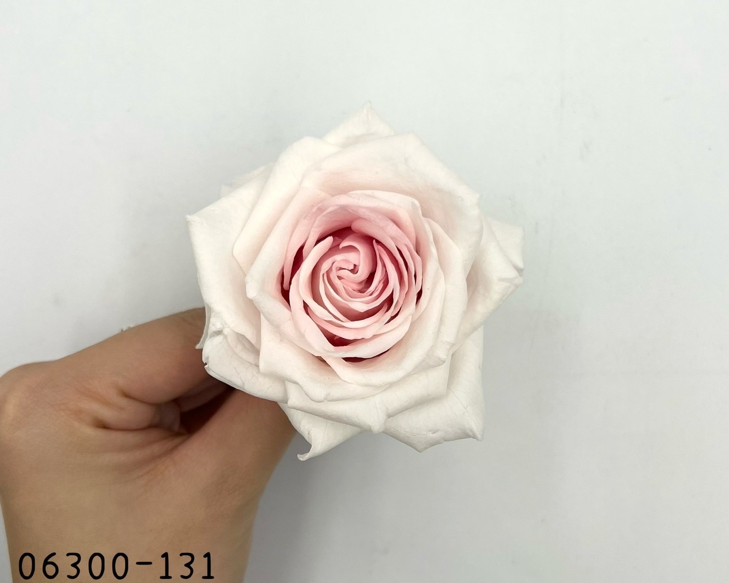 日本不凋雪山玫瑰 06300-131