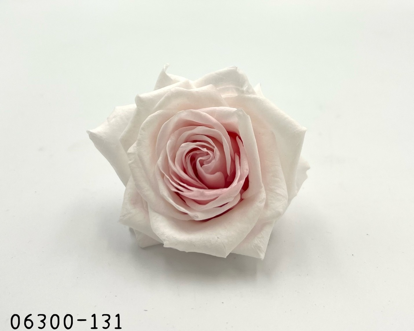 日本不凋雪山玫瑰 06300-131