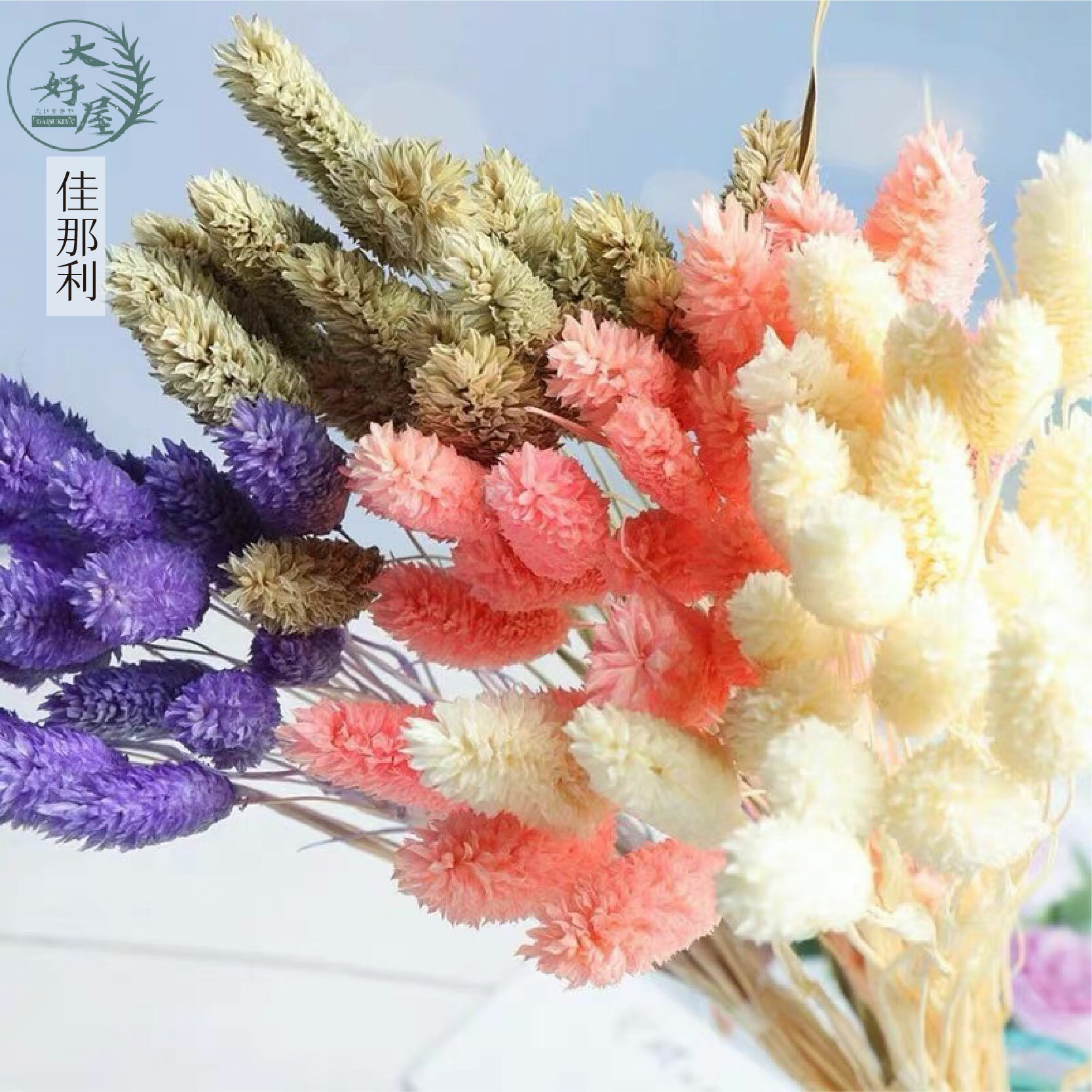 永生/乾燥 加納利 (加那利)【大】