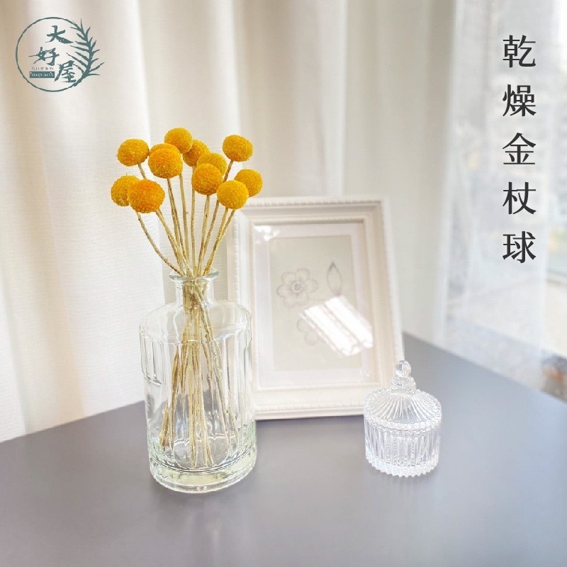 永生 乾燥 金杖球