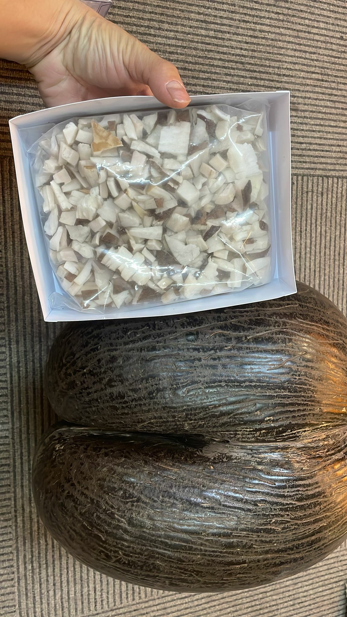 (2318)正非洲海底椰片1両