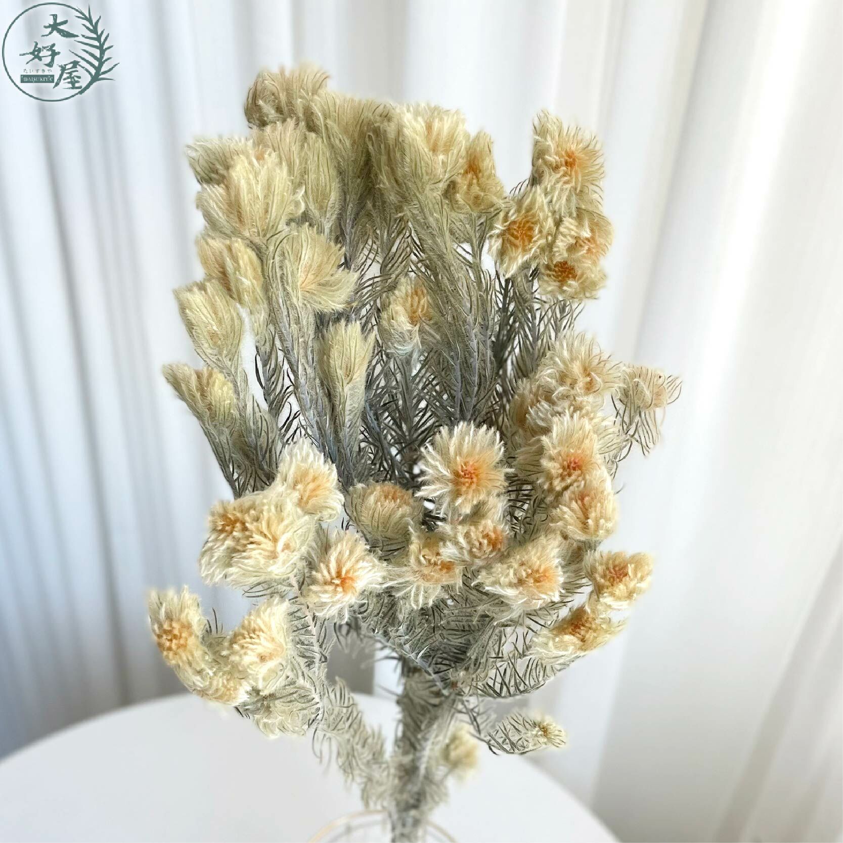 乾燥毛筆花 (金鵝絨)