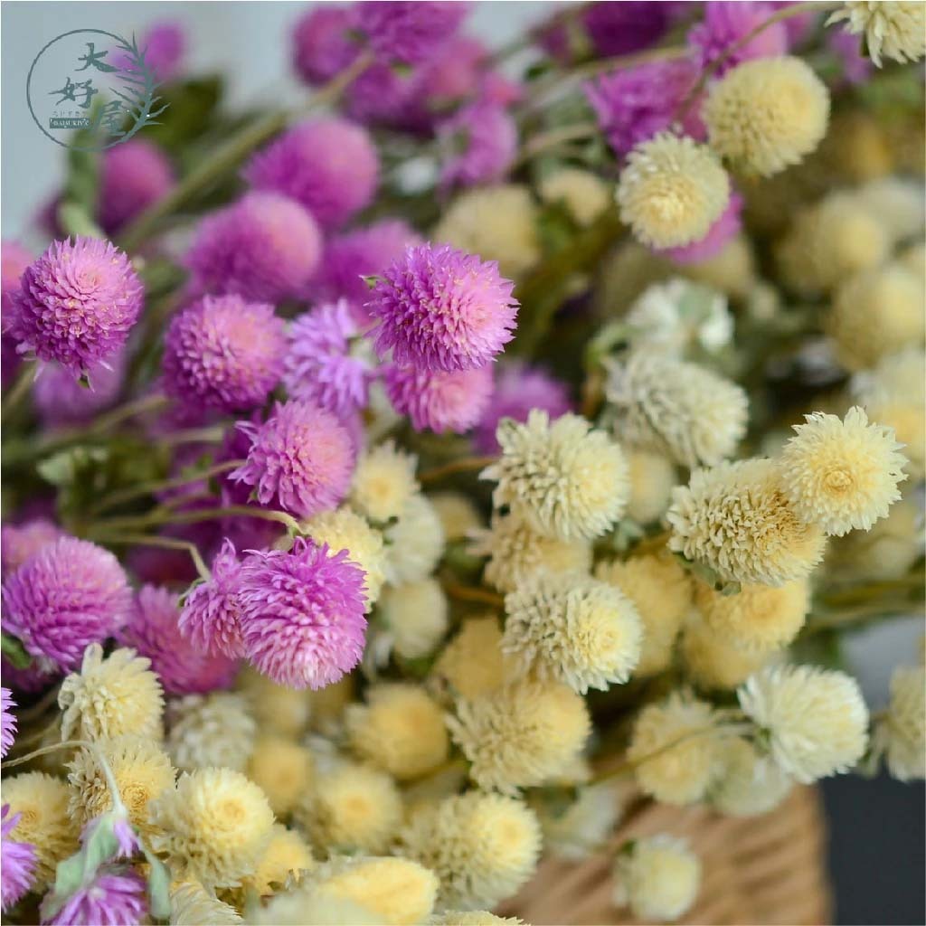 乾燥千日紅【大束】