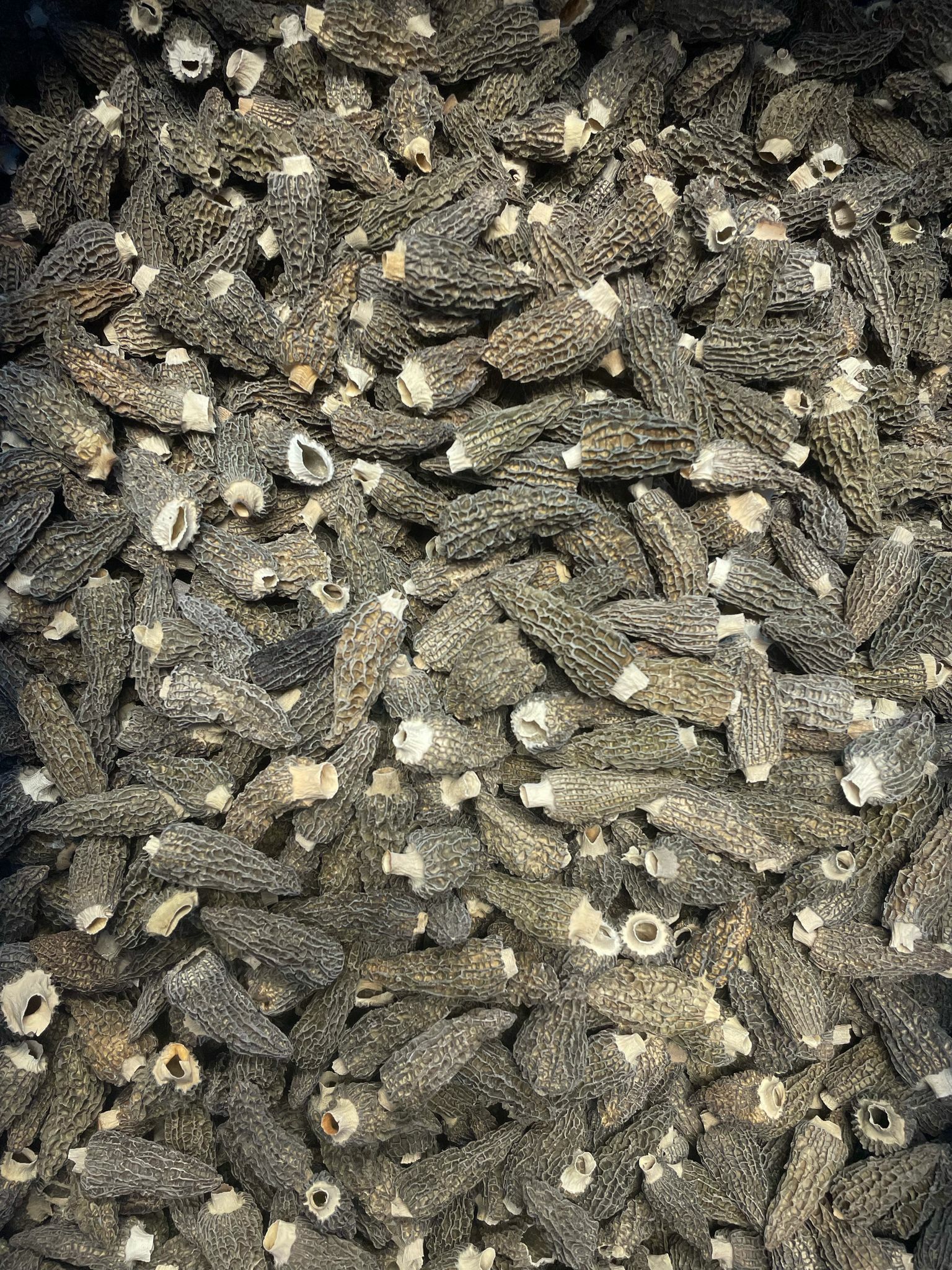 (2320)細羊肚菌 2兩