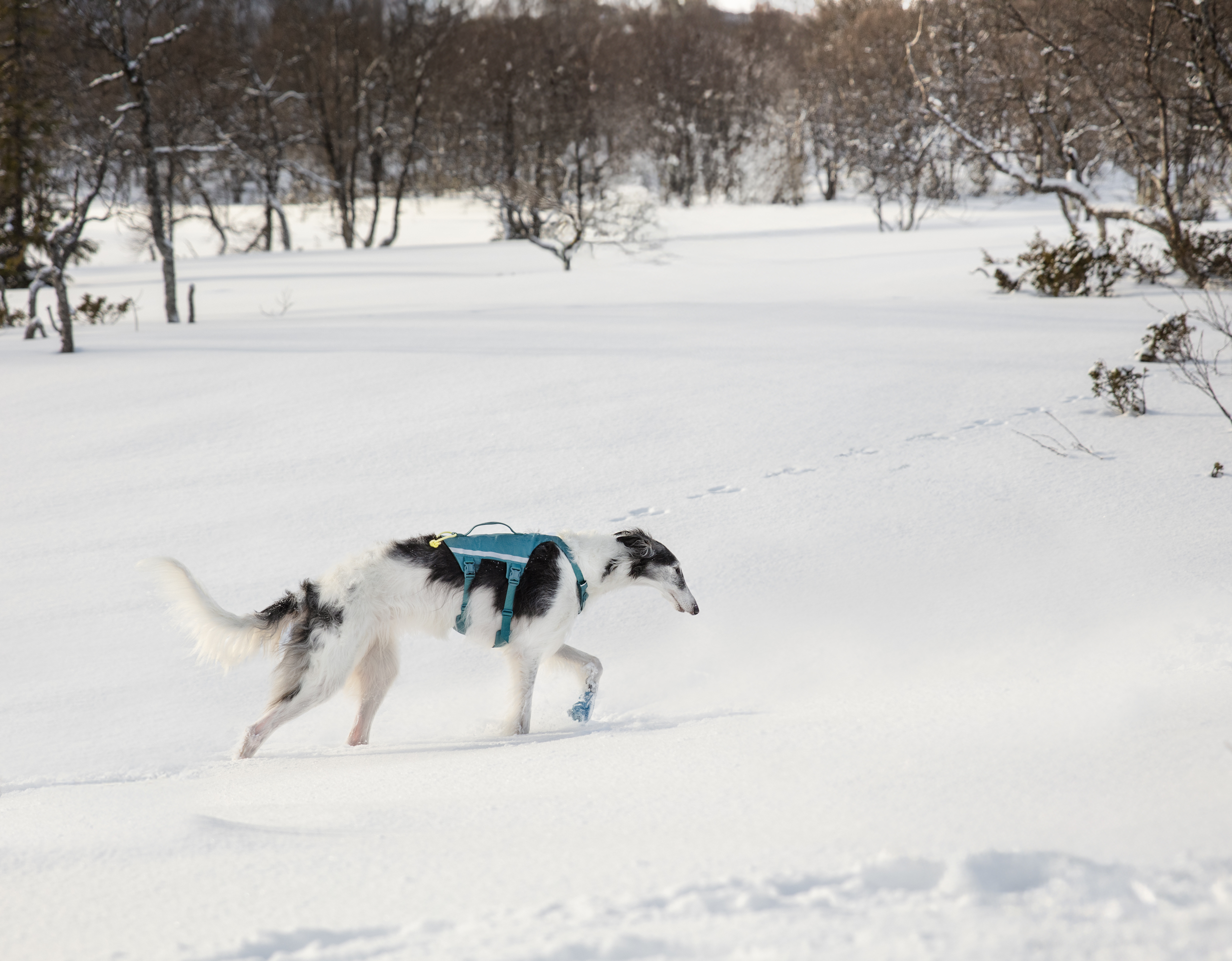 【Non-stop dogwear】RAMBLE LONG胸背帶（湖水藍）
