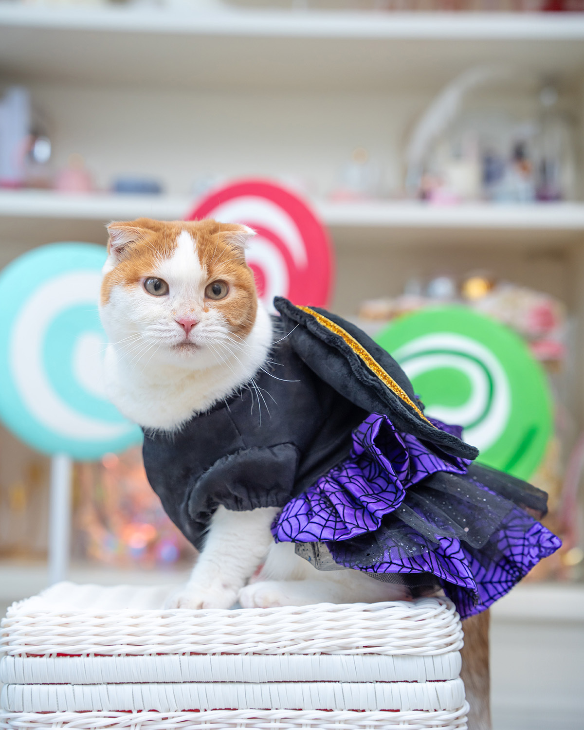 Bat Wings Purple Dress