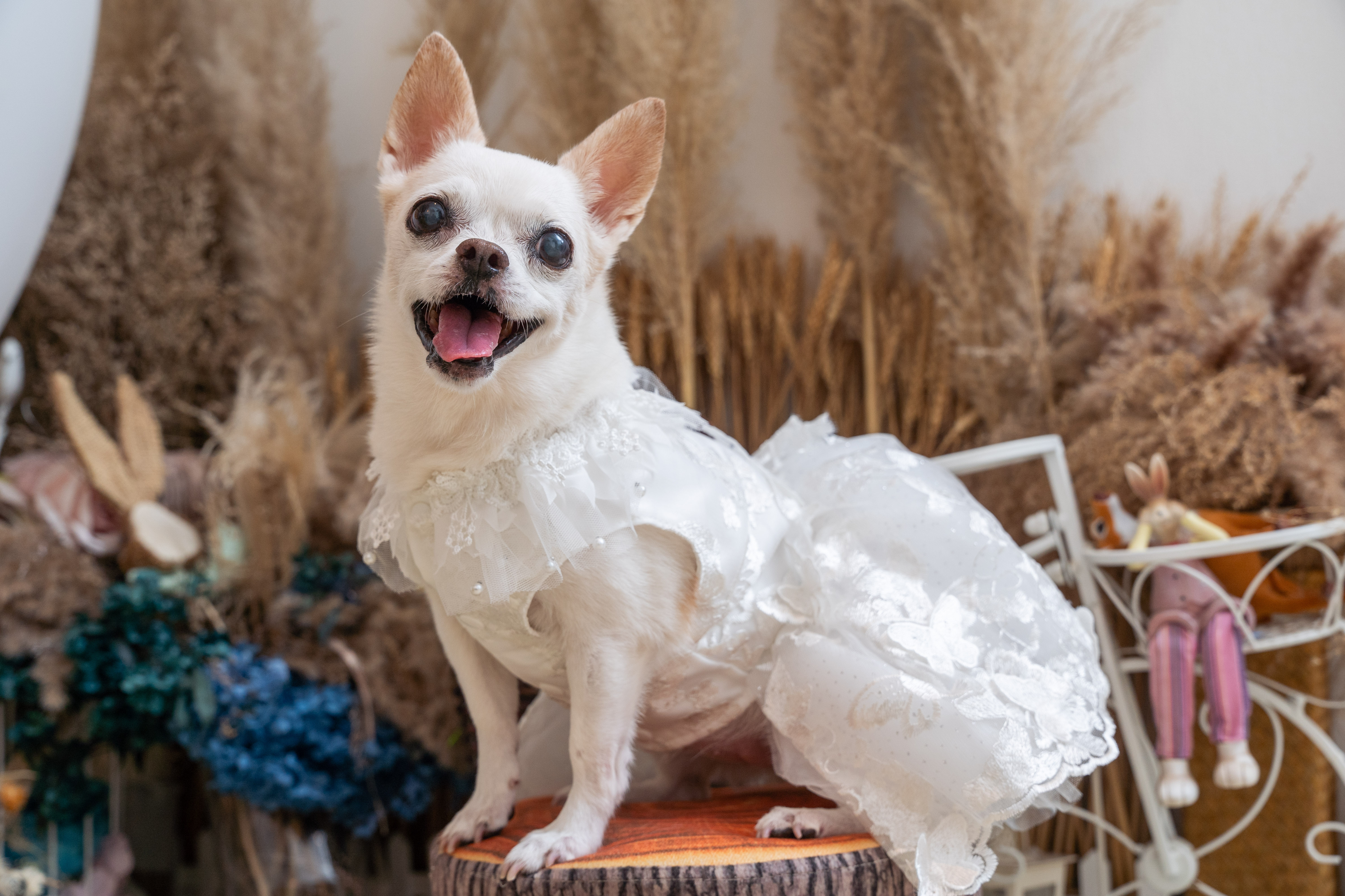 Butterfly Lace Wedding Dress