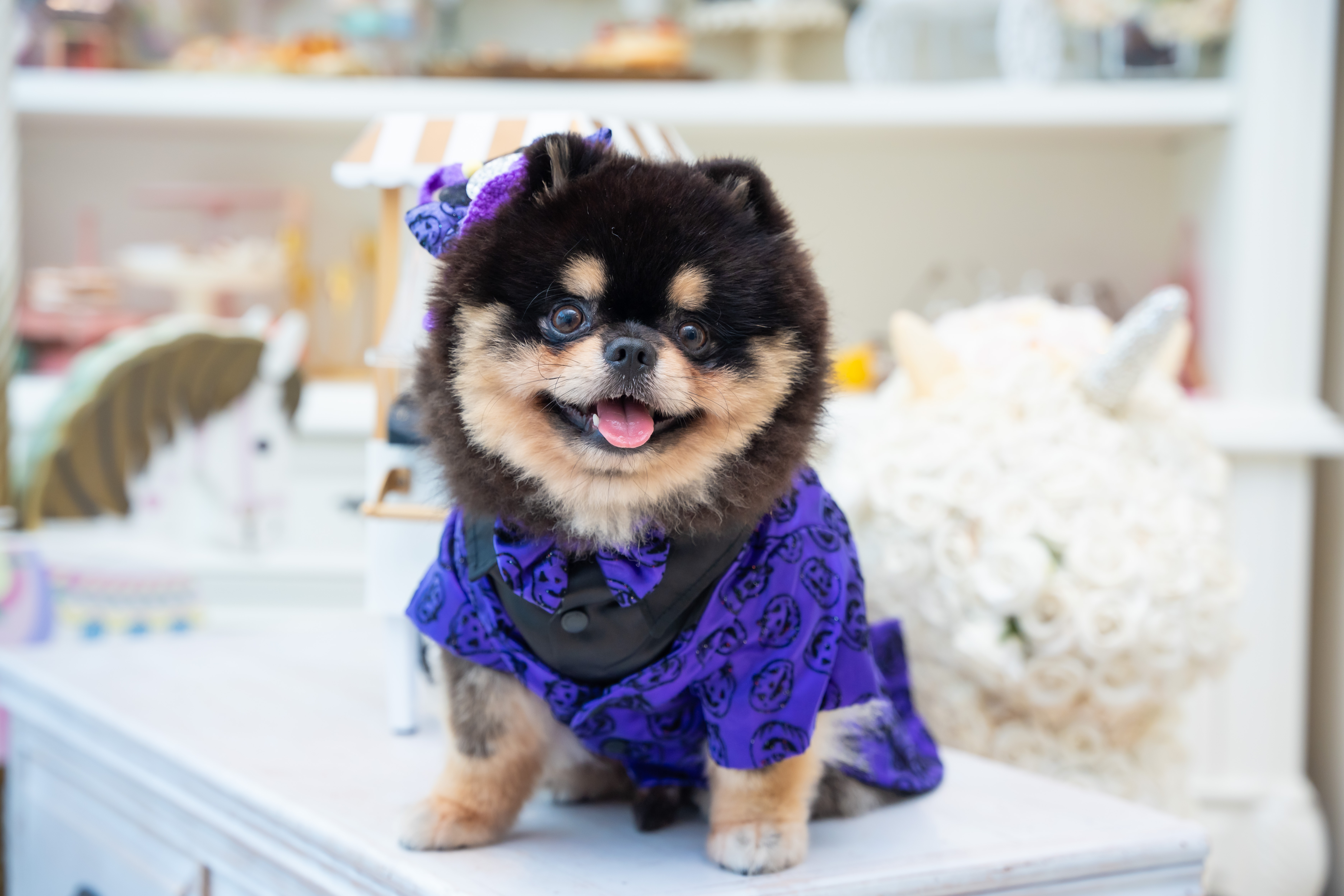 Classic Noble Purple Halloween Tailcoat