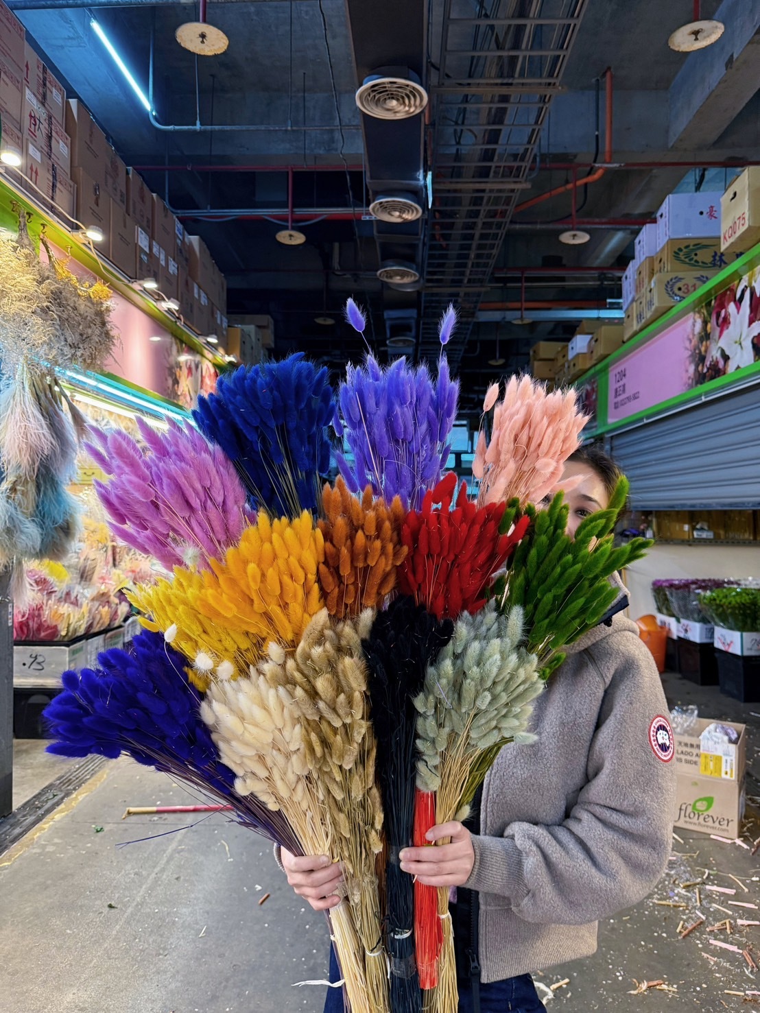 乾燥兔尾草(義大利)