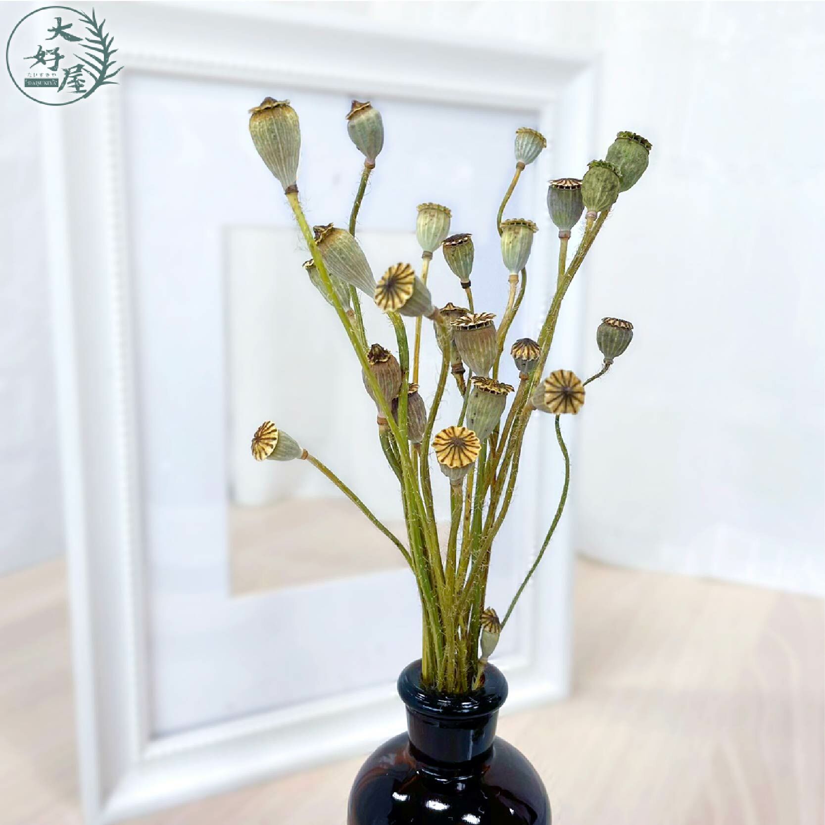 乾燥/永生 虞美人【5支】