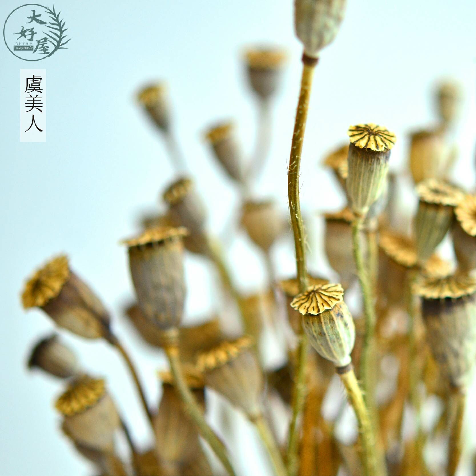 乾燥/永生 虞美人【5支】