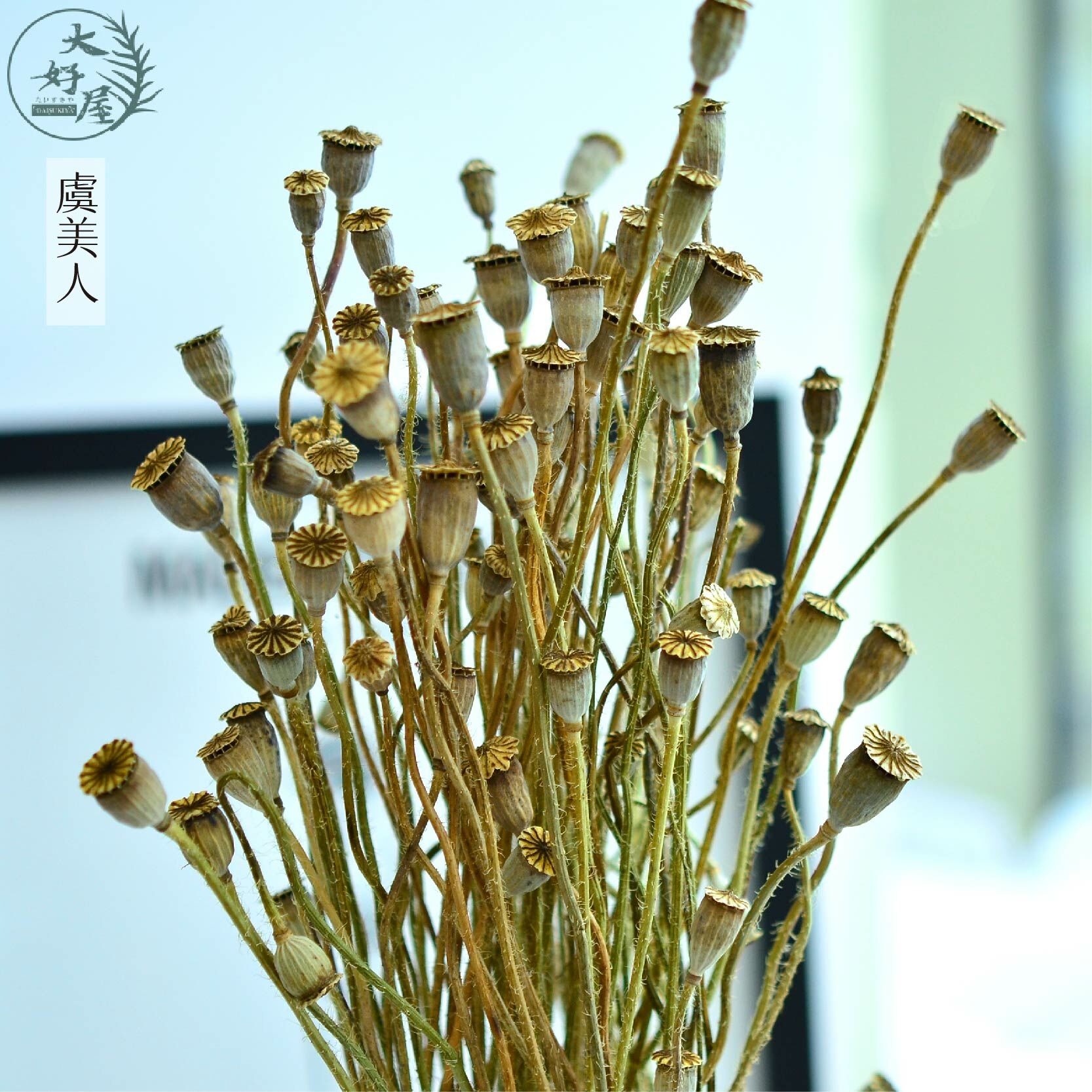 乾燥 永生 虞美人【大】