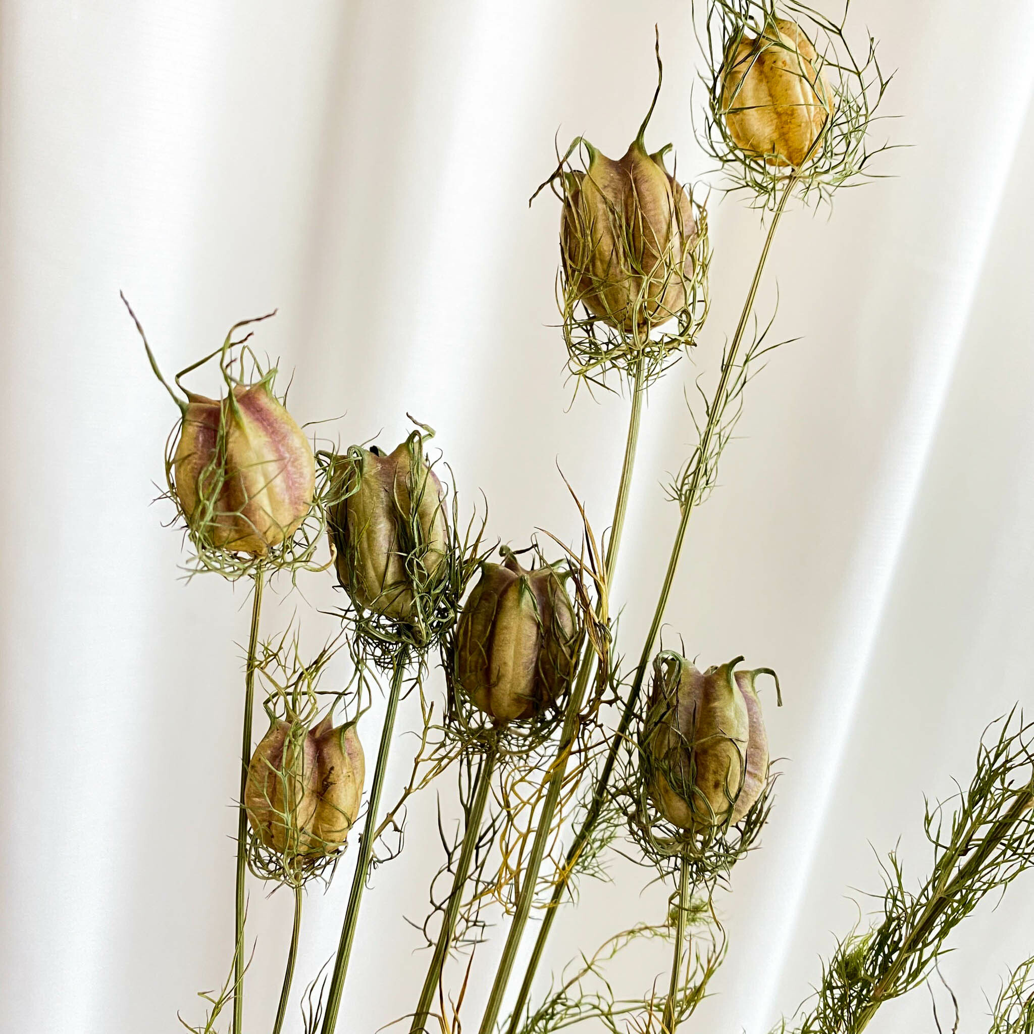 乾燥 永生 黑種草【大】