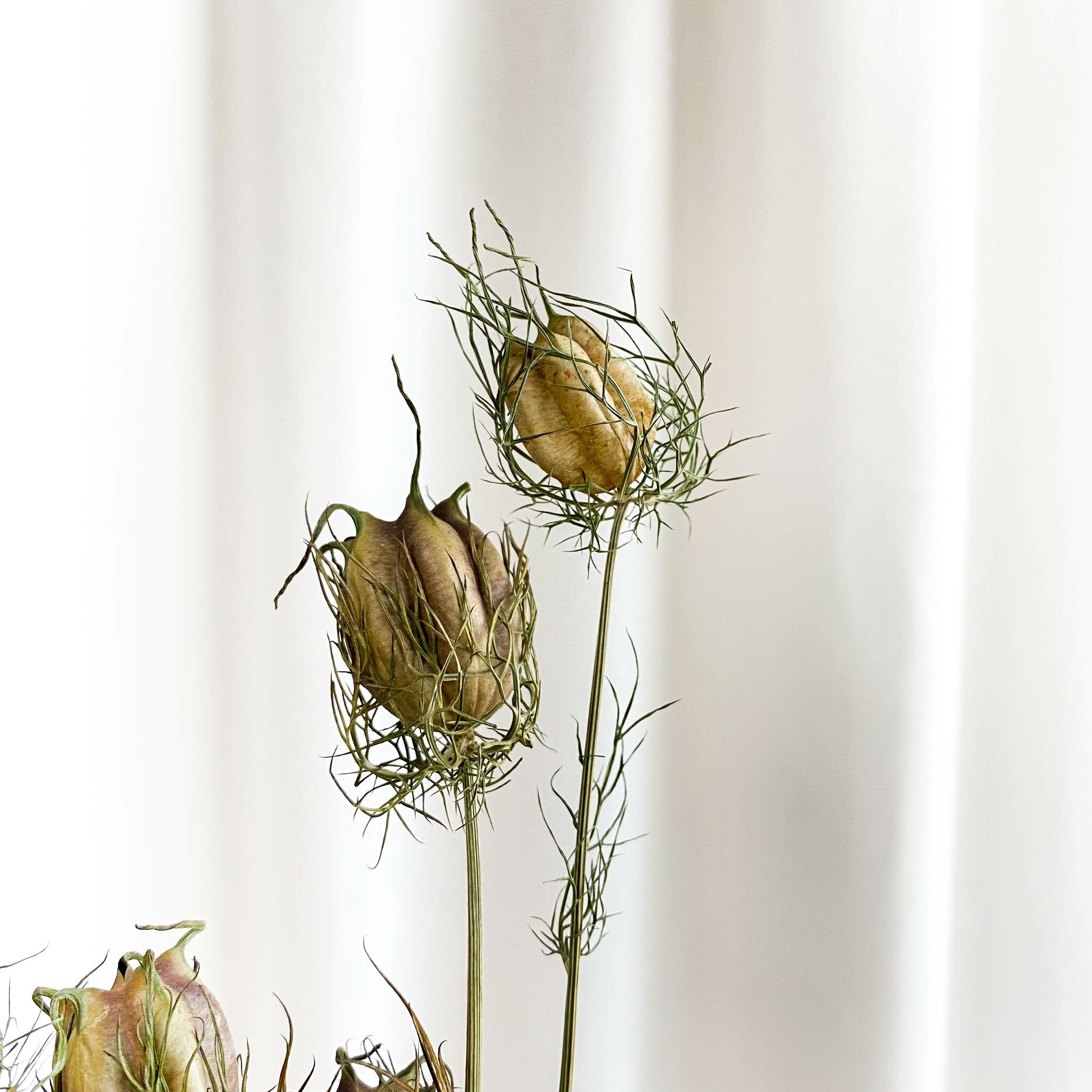 乾燥 永生 黑種草【小】